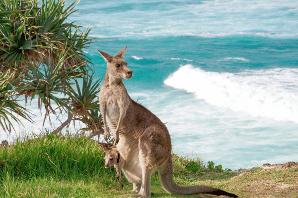a kangaroo with a baby kangaroo in its pouch - Kangaroo Island