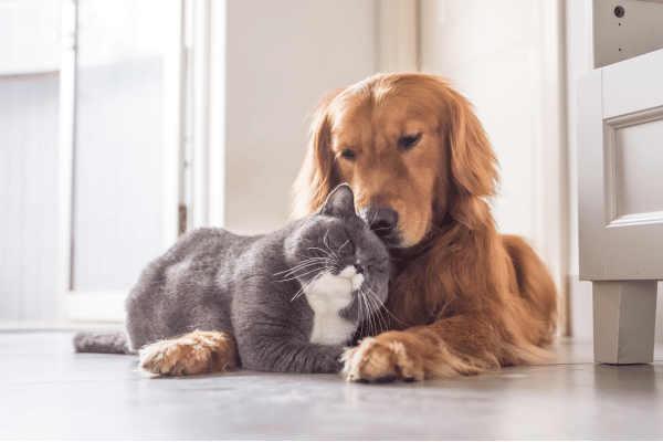 Golden retriever and grey cat lying together indoors