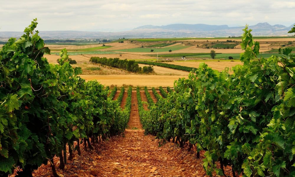 la Rioja vineyard